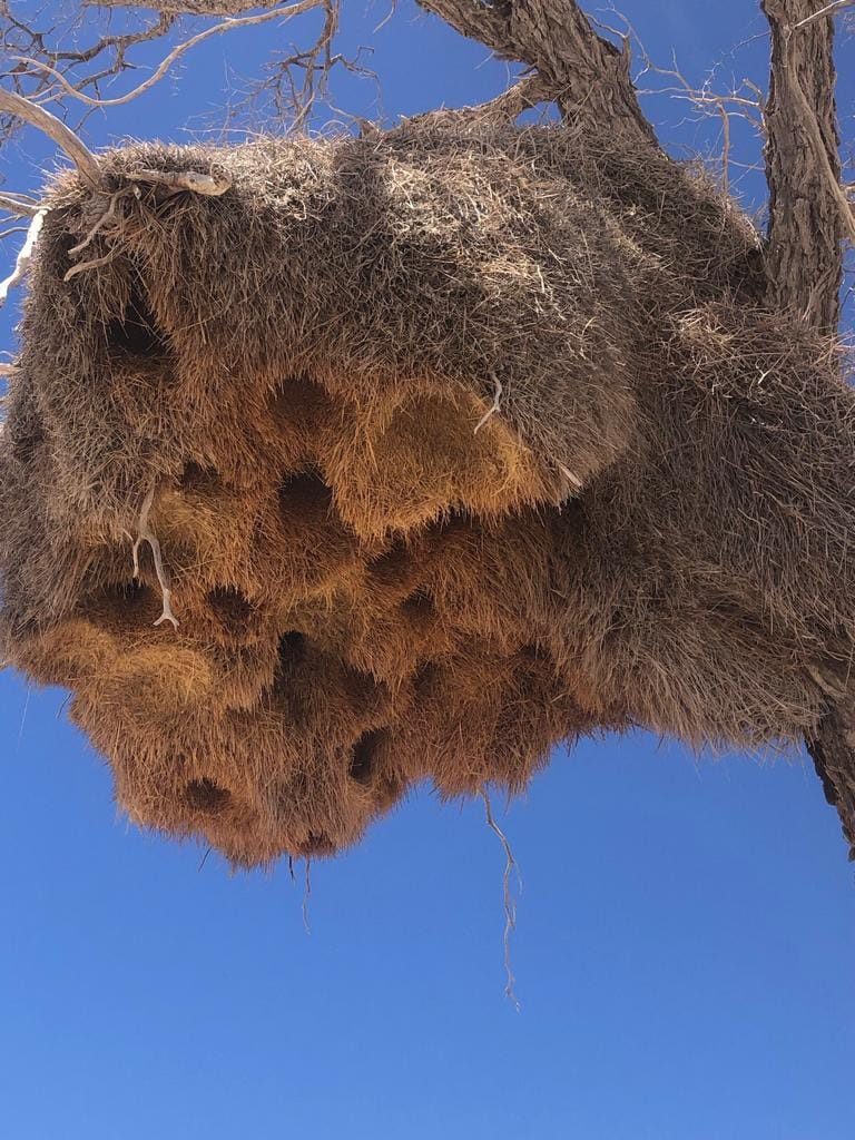 Large sociable weaver nest in a tree